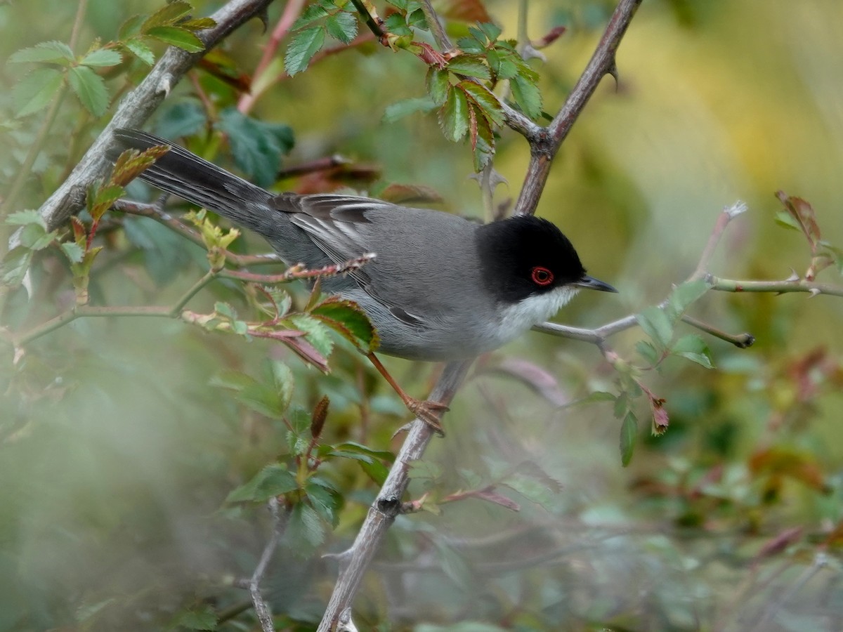 Sardinian Warbler - ML647492786