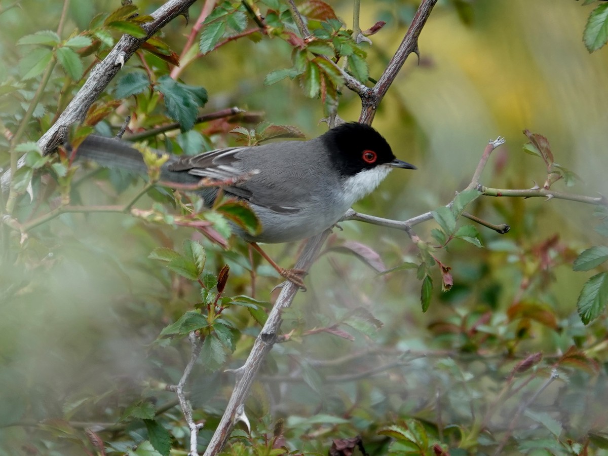 Sardinian Warbler - ML647492787