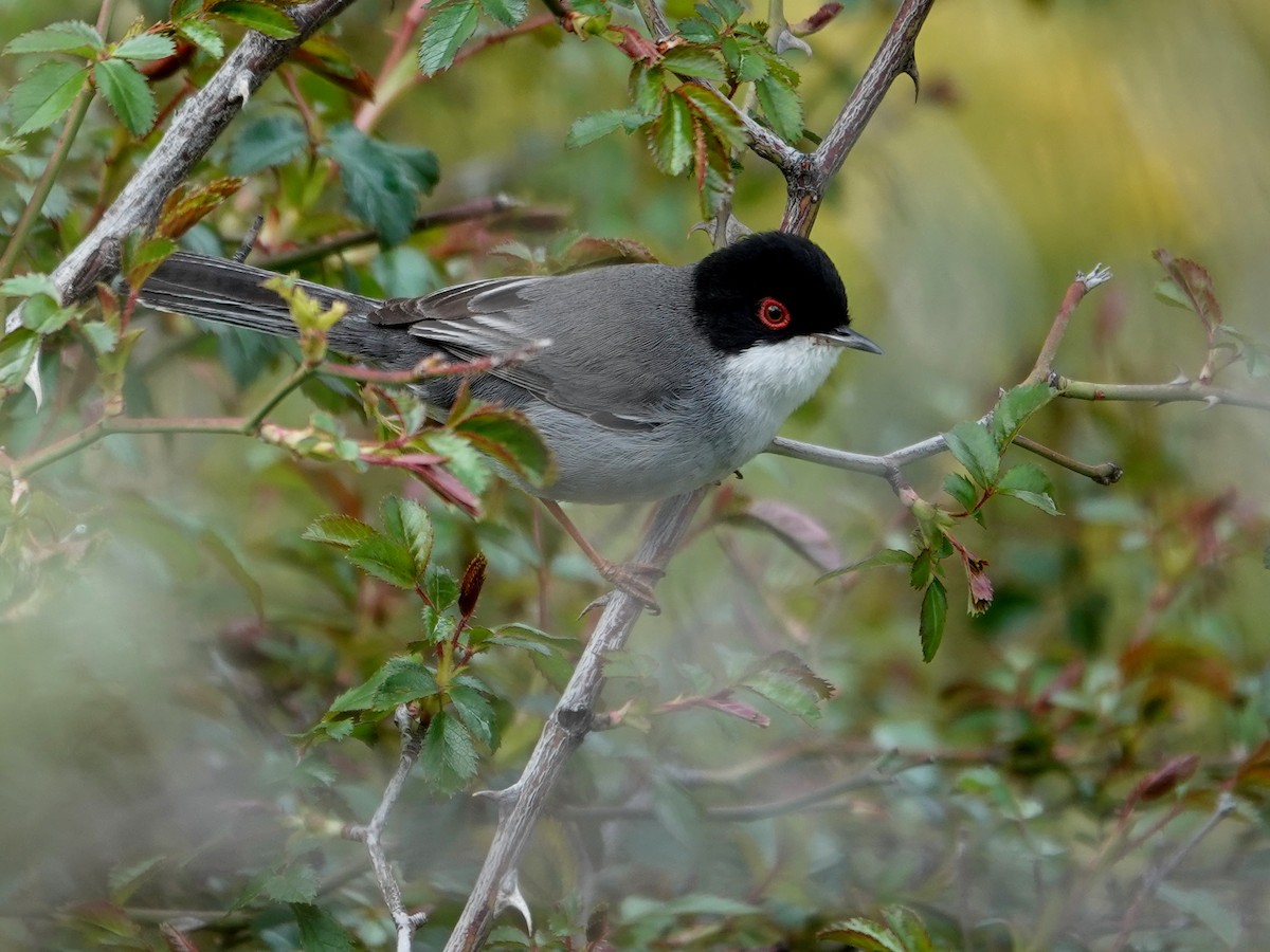 Sardinian Warbler - ML647492788