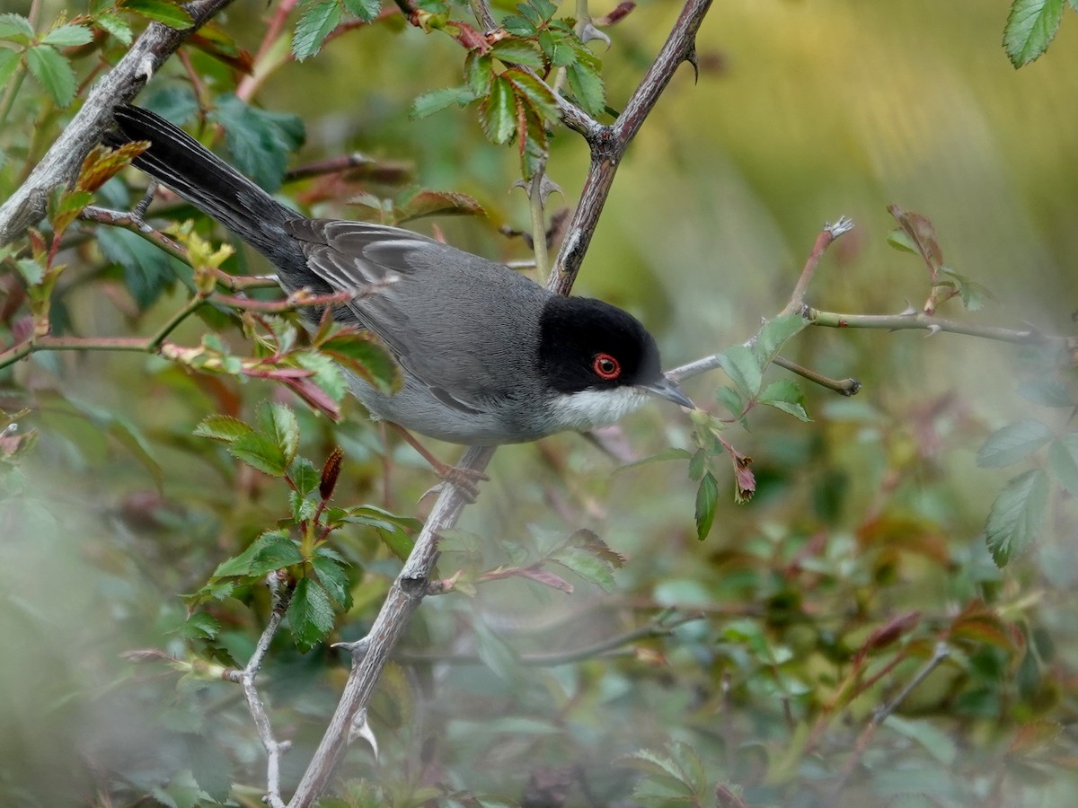 Sardinian Warbler - ML647492789