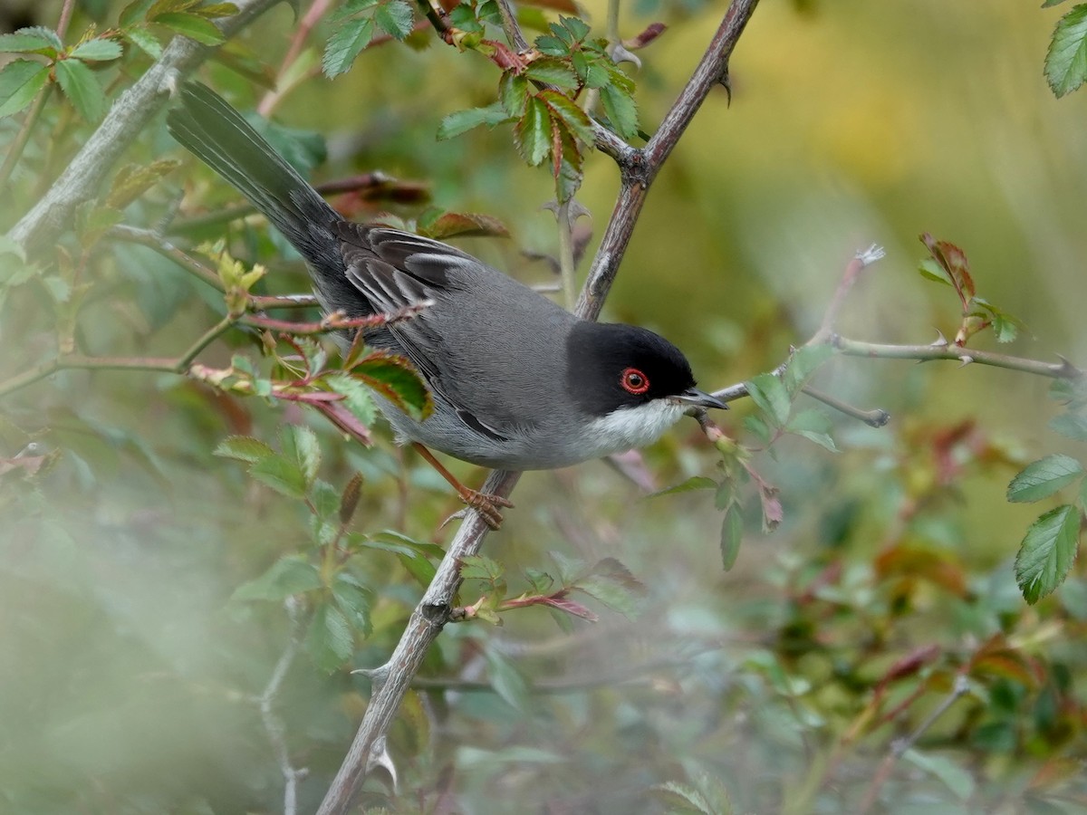 Sardinian Warbler - ML647492790