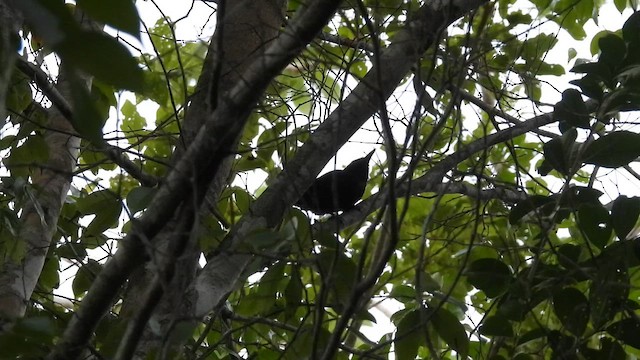 Black-hooded Antshrike - ML647492792