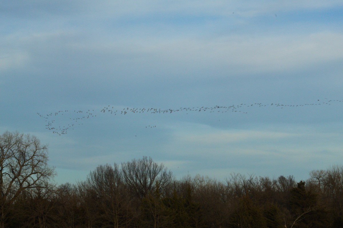 小加拿大雁 - ML647492808