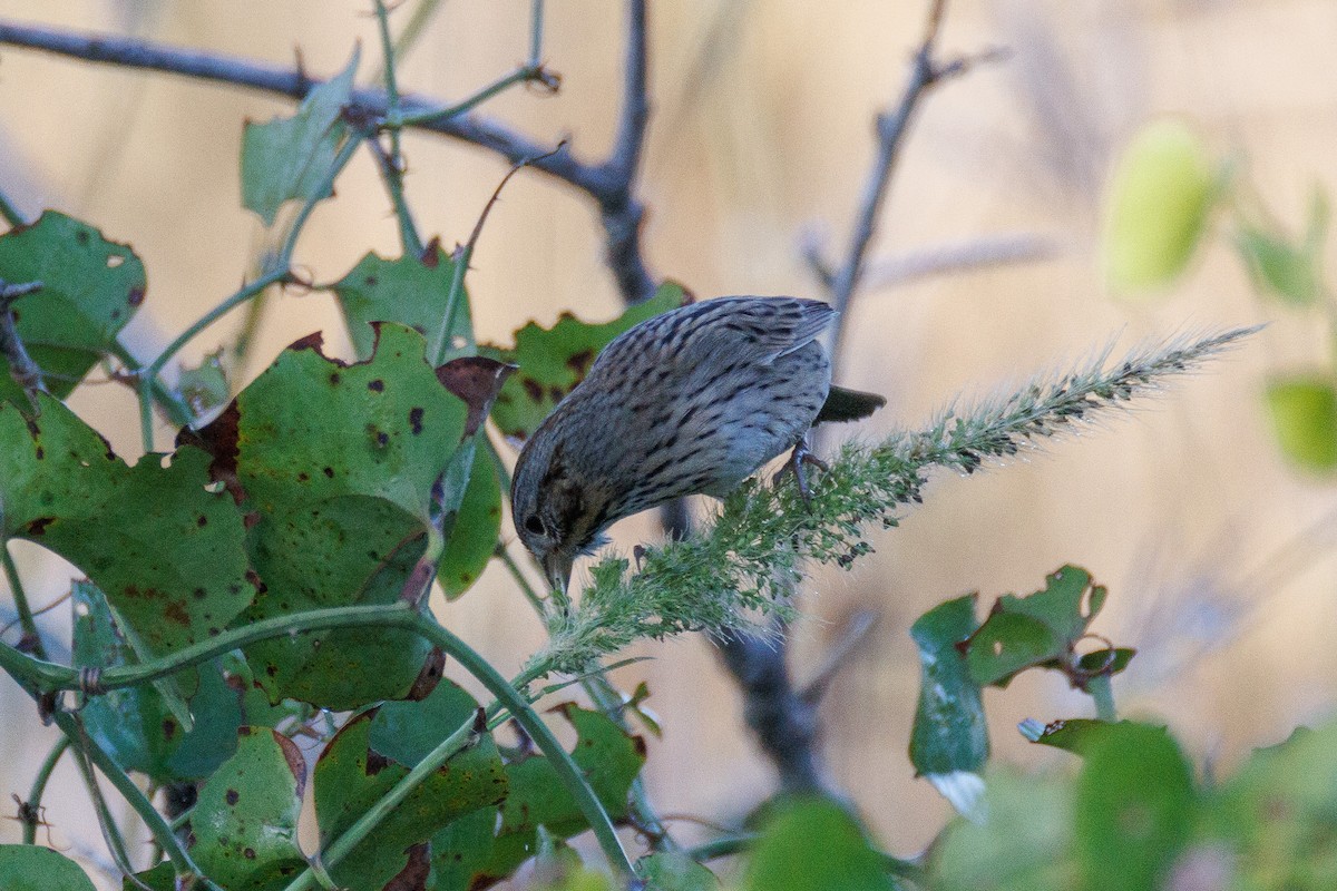 strnadec pruhohlavý - ML647492809