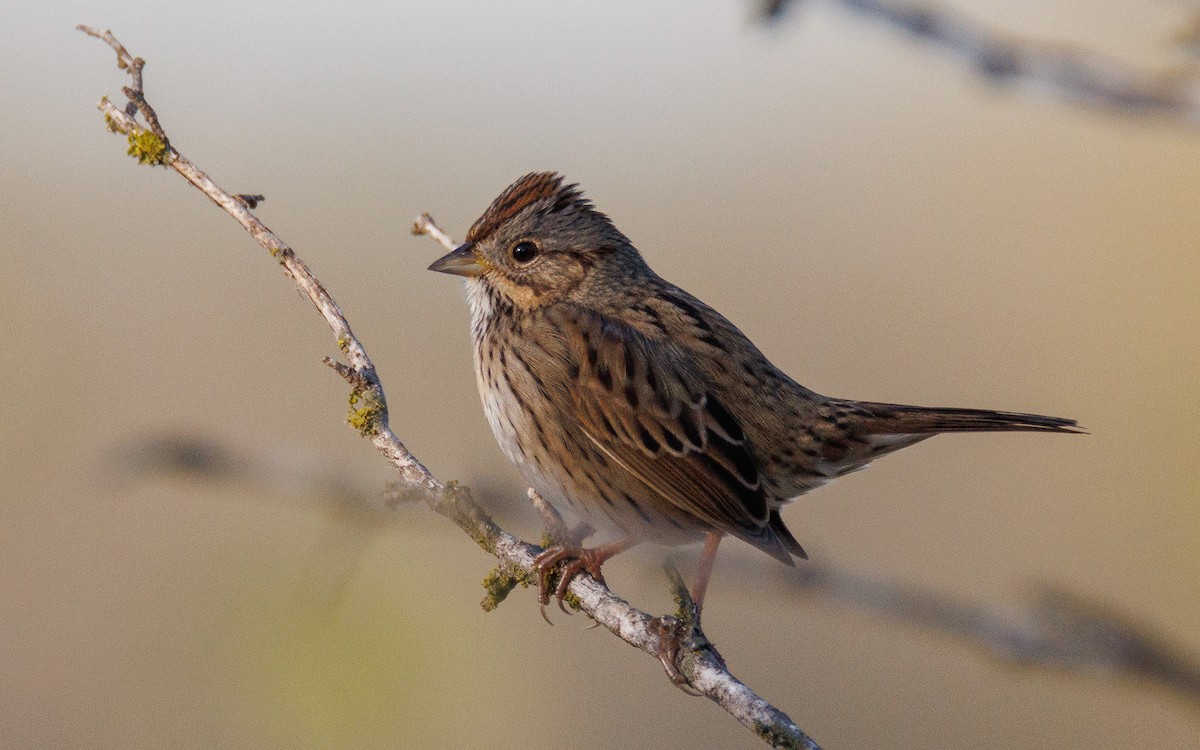 strnadec pruhohlavý - ML647492810