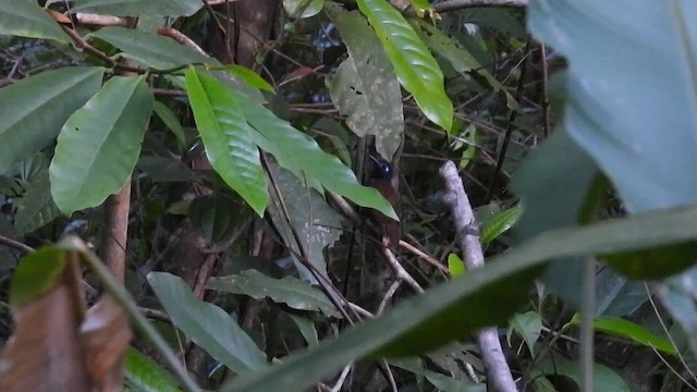Chestnut-backed Antbird - ML647492811