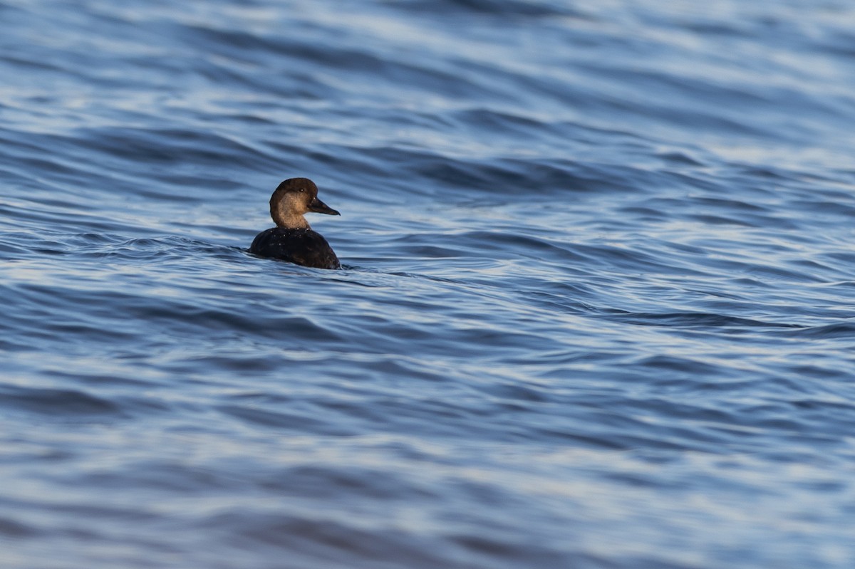 Pazifiktrauerente - ML647492814