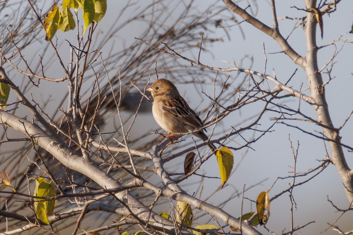 Field Sparrow - ML647492817