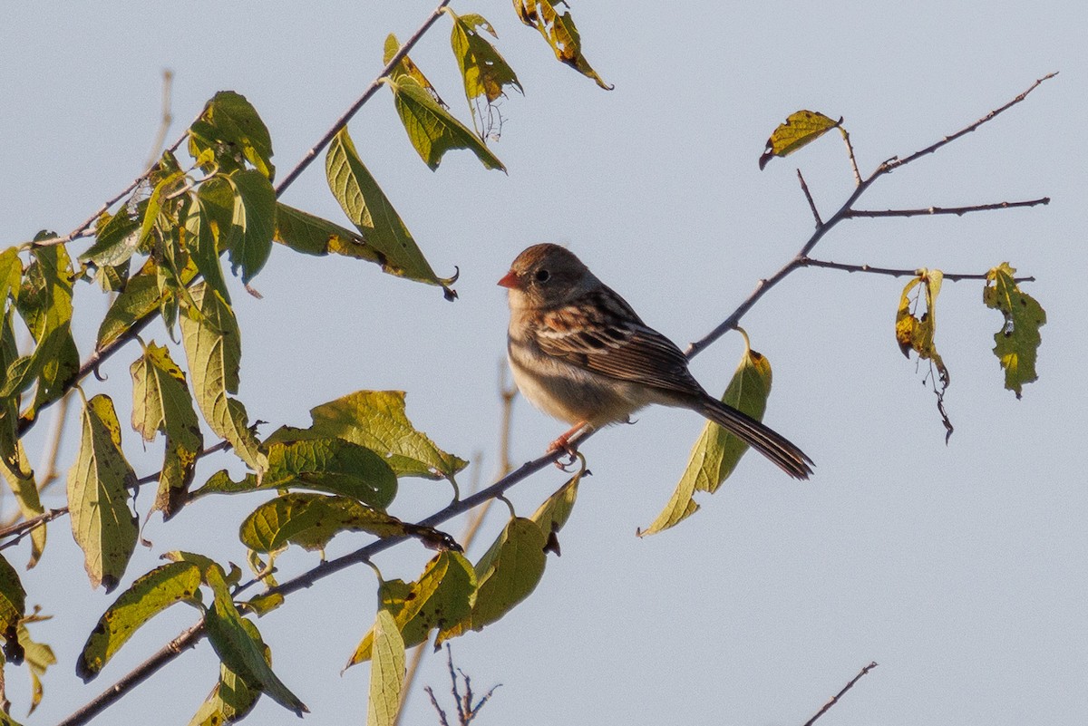 Field Sparrow - ML647492819