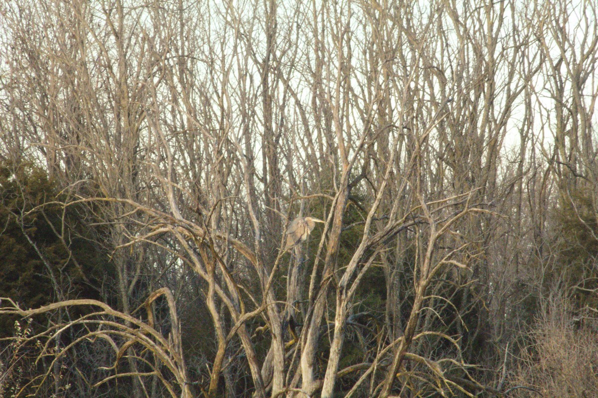 Great Blue Heron - ML647492821