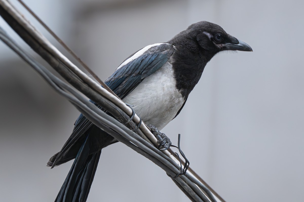 orientskjære - ML647492826