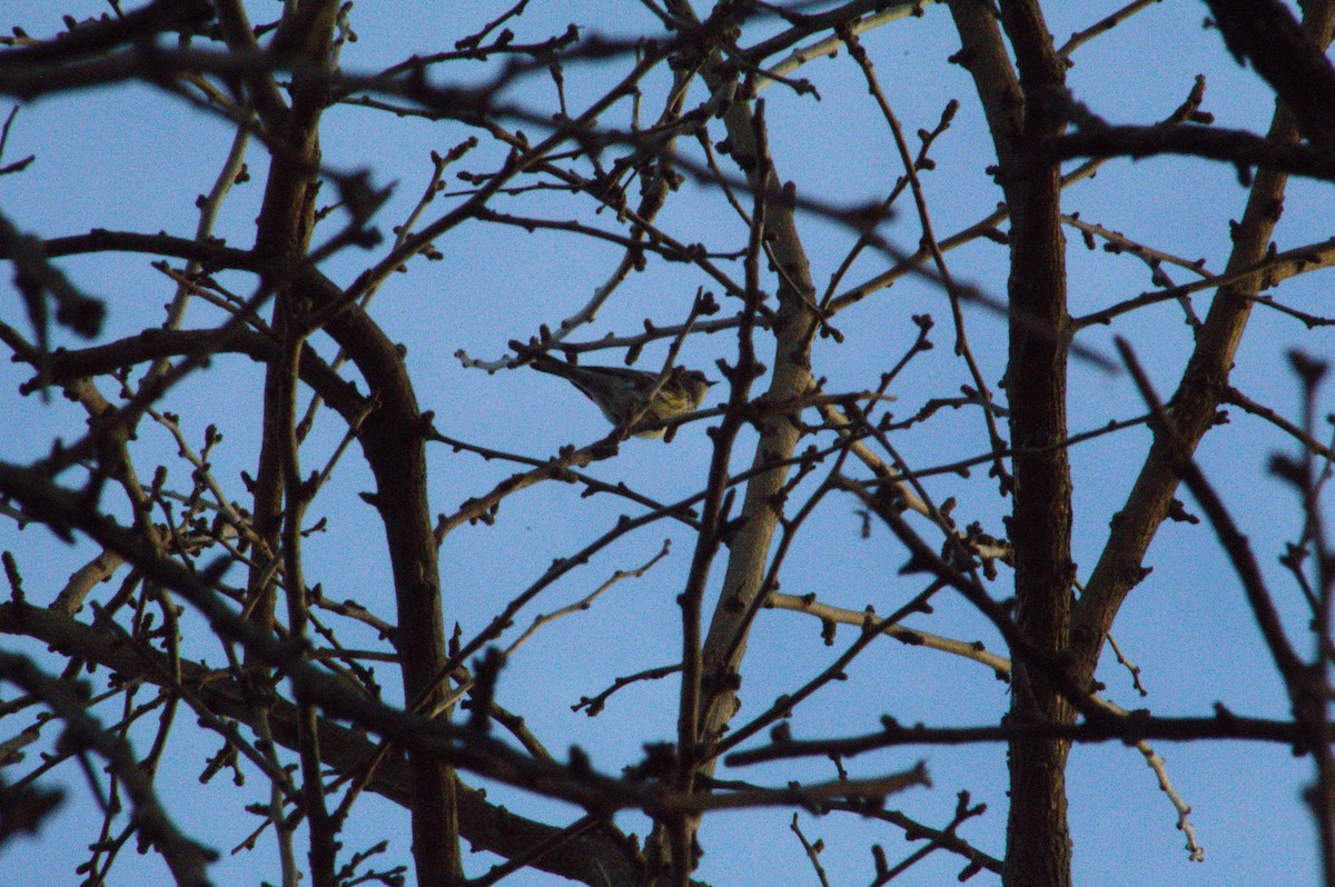 Yellow-rumped Warbler - ML647492830