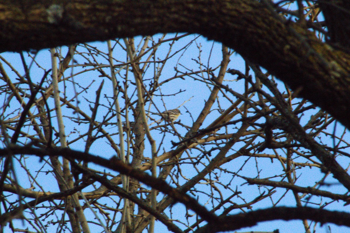 Yellow-rumped Warbler - ML647492831