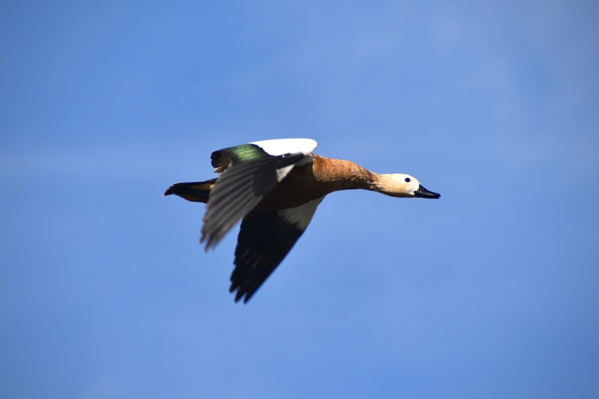 קזרקה חלודית - ML647492833