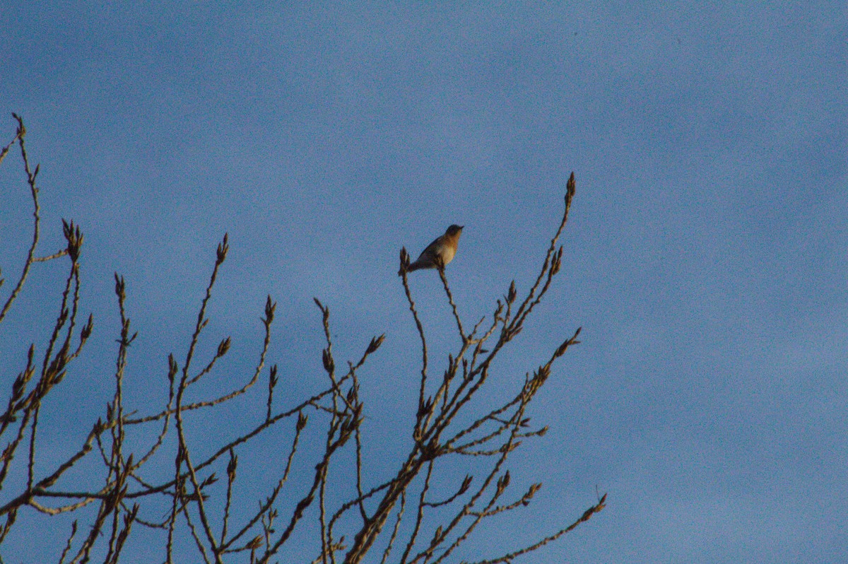 Eastern Bluebird - ML647492838