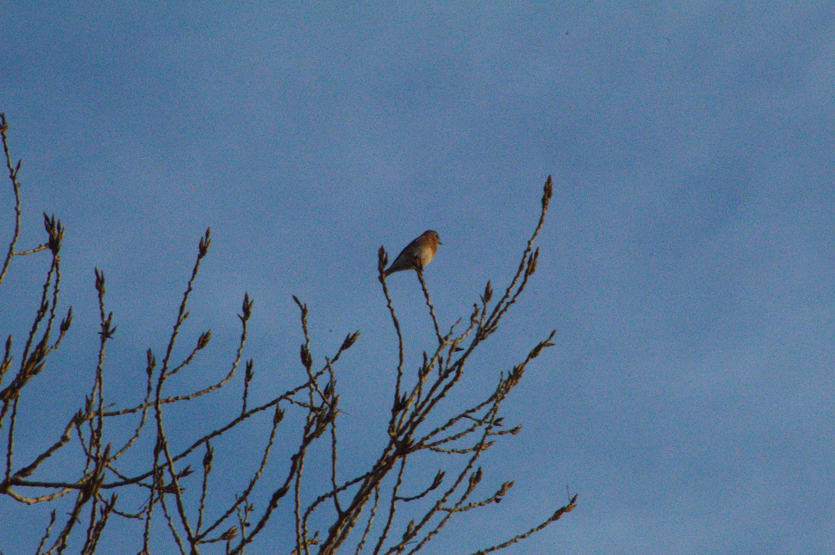 Eastern Bluebird - ML647492839