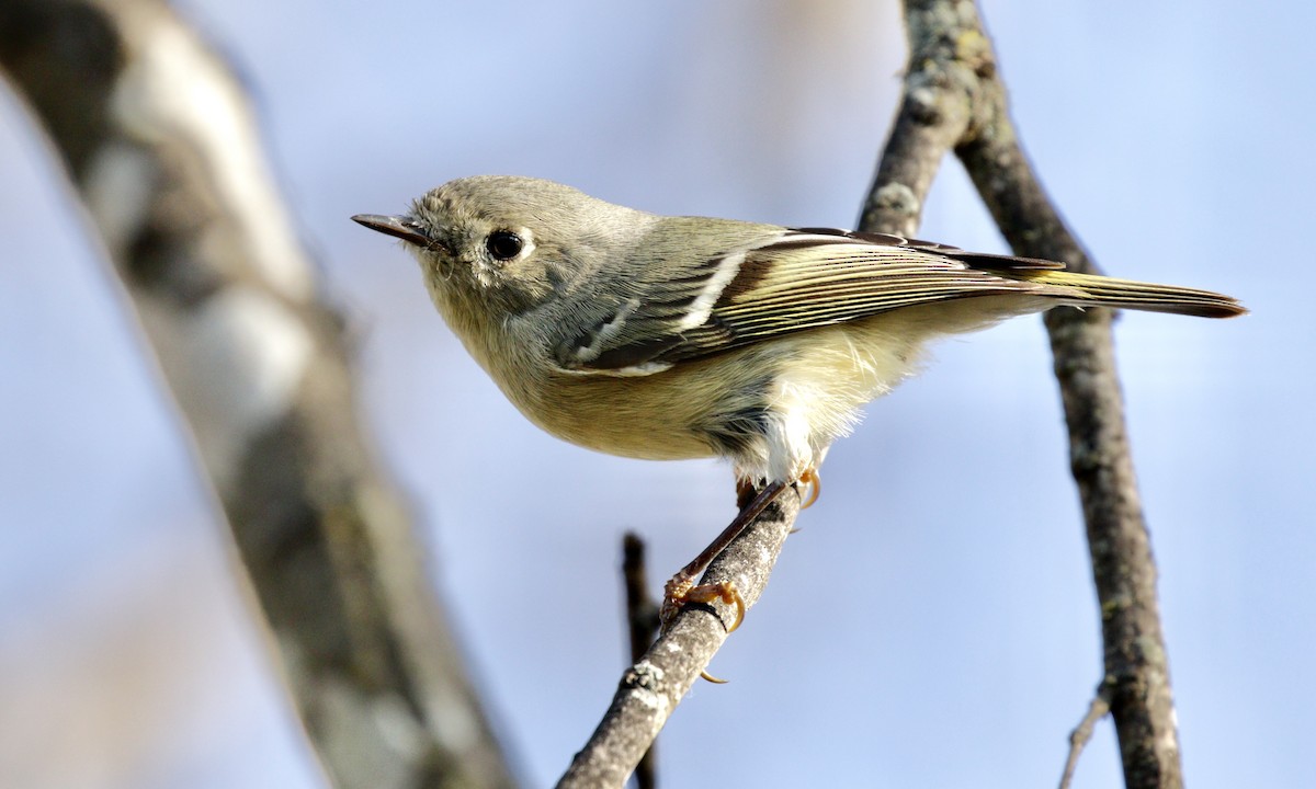 Ruby-crowned Kinglet - ML647492842