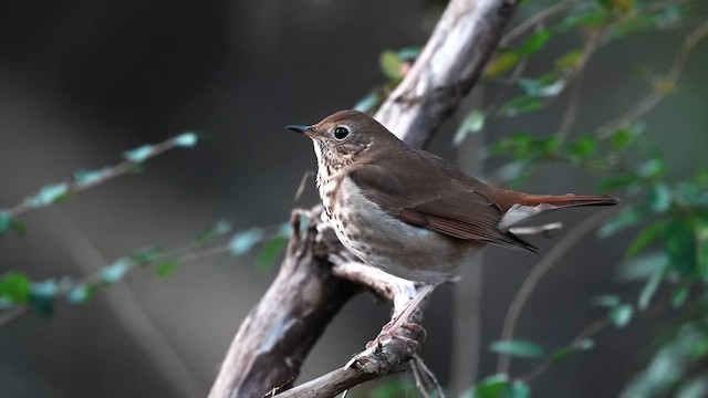 Hermit Thrush - ML647492843