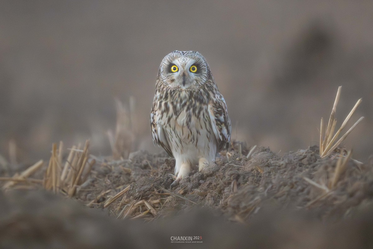 Болотная сова (flammeus) - ML647492854