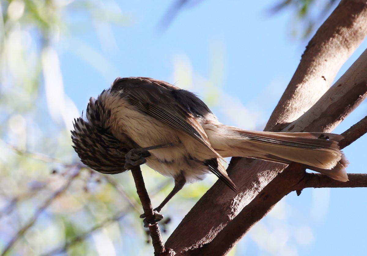 Striped Honeyeater - ML647492859