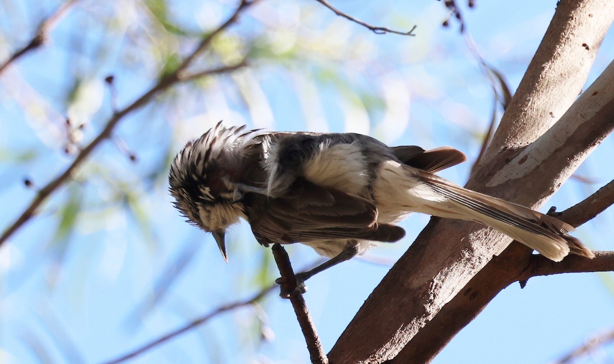 Striped Honeyeater - ML647492860