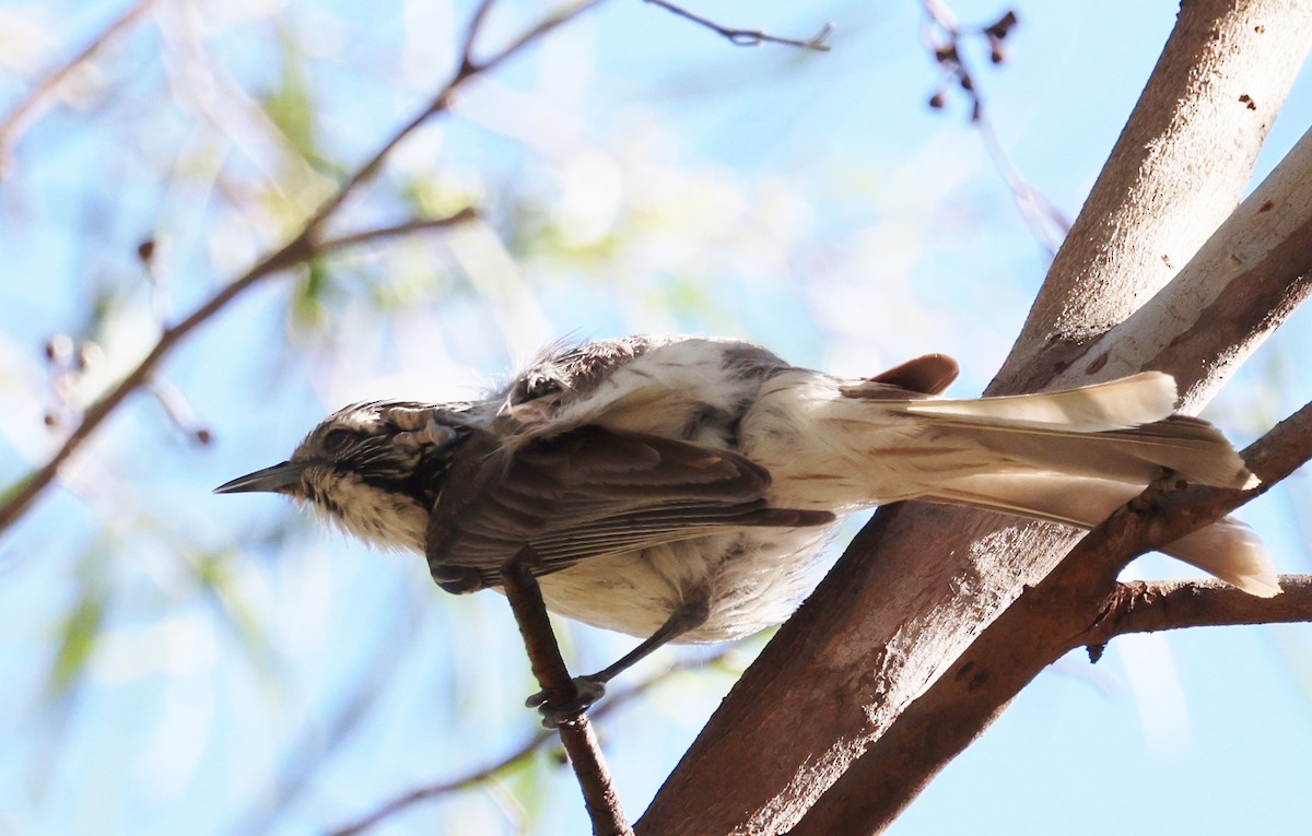 Striped Honeyeater - ML647492863