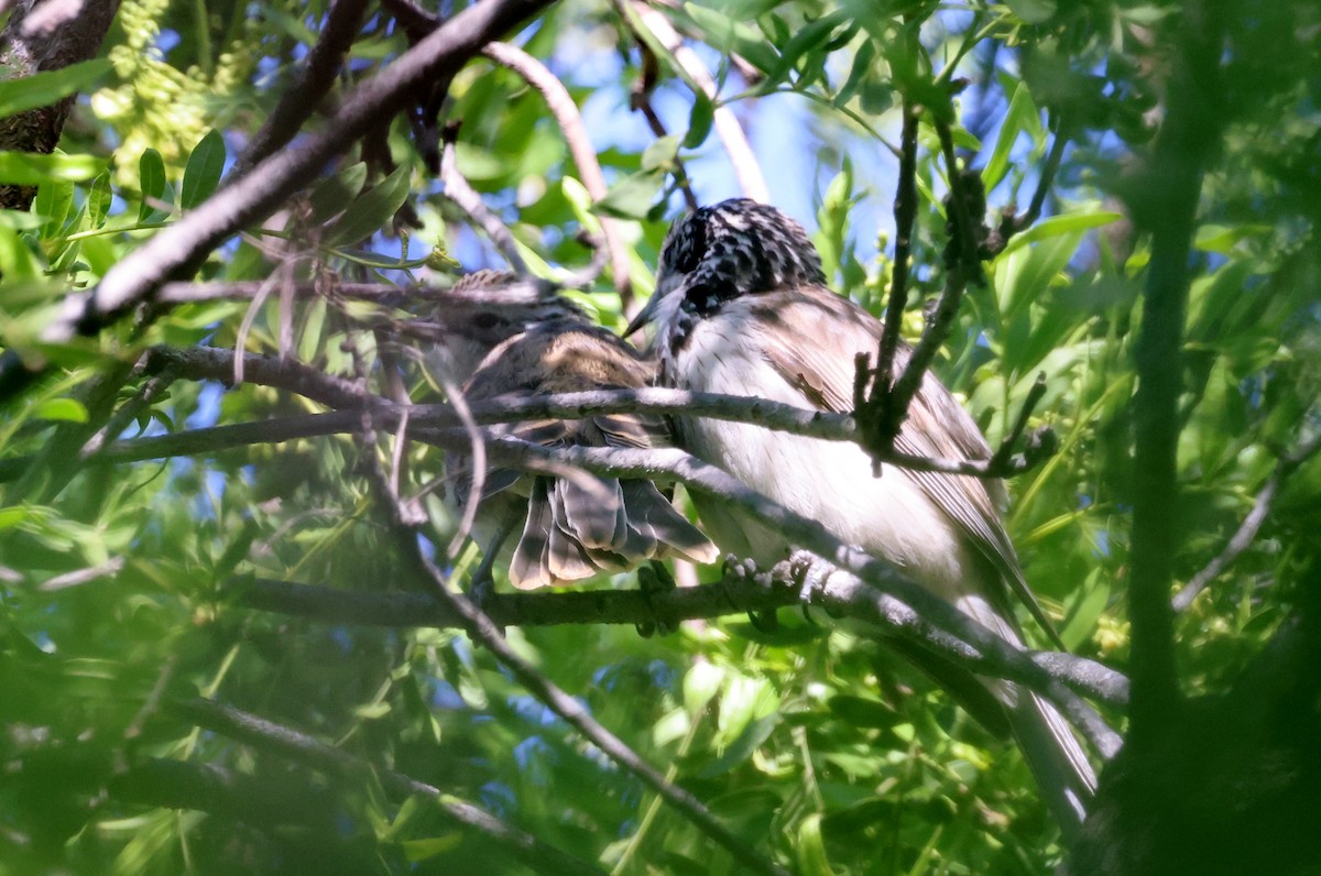 Striped Honeyeater - ML647492865