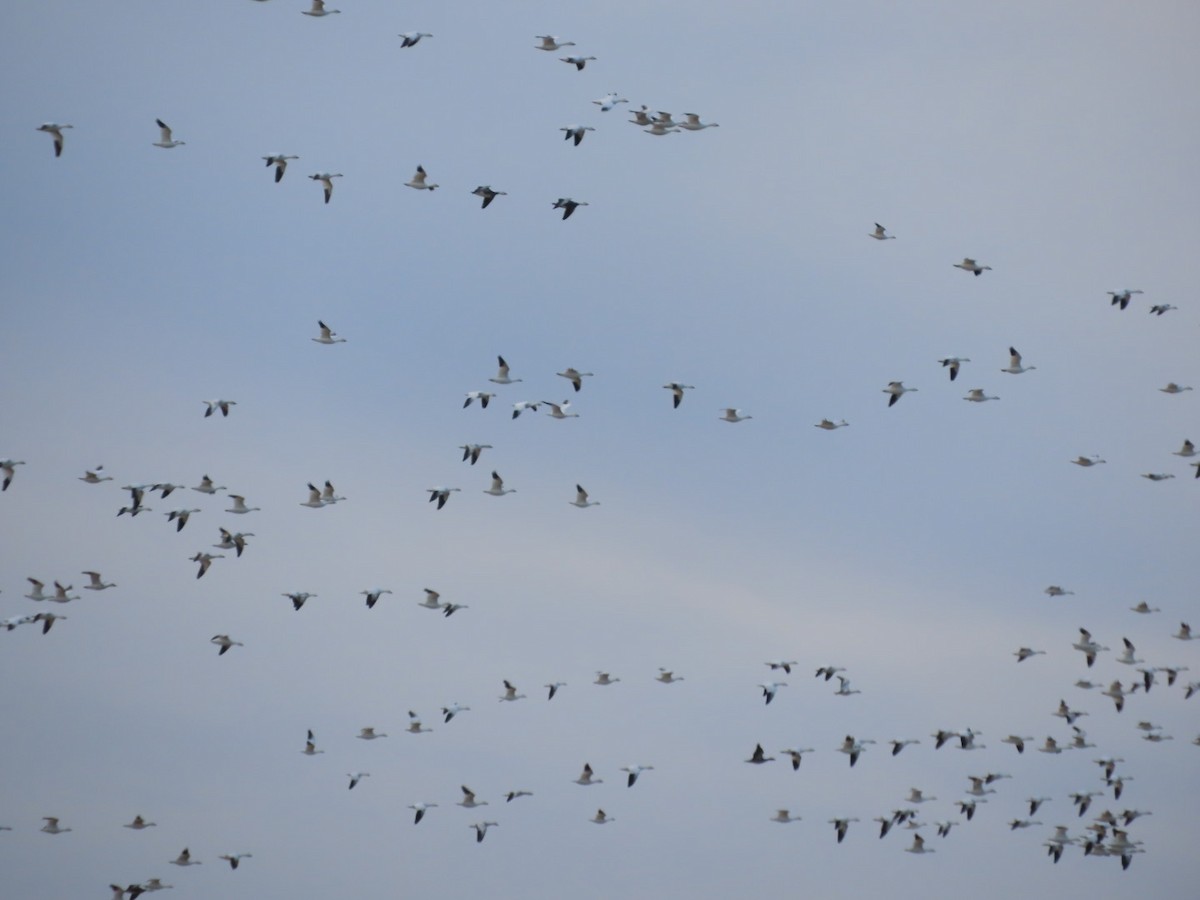 Белый гусь - ML647492909