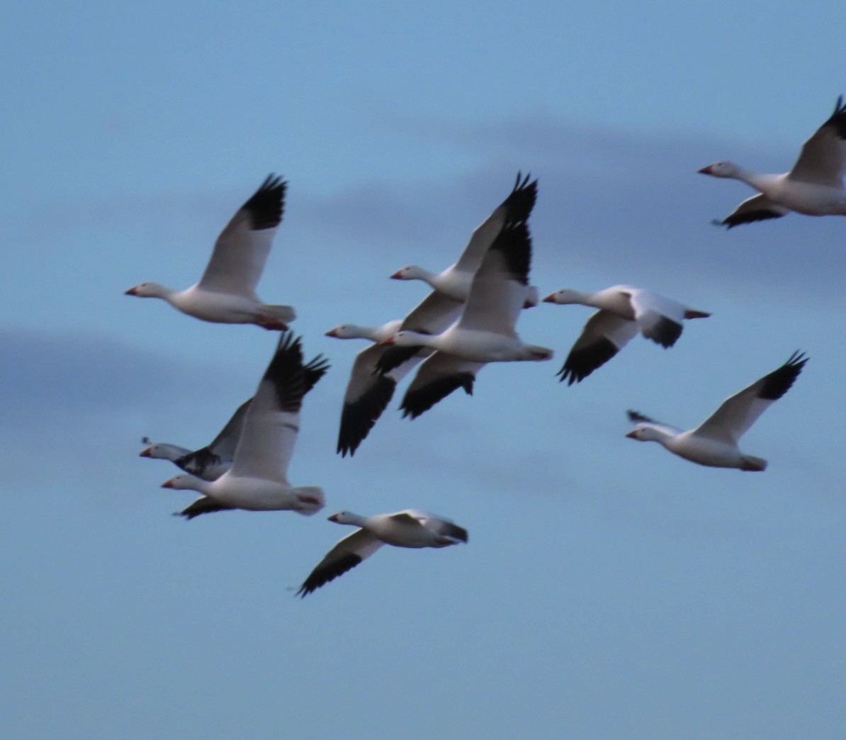 Белый гусь - ML647492910