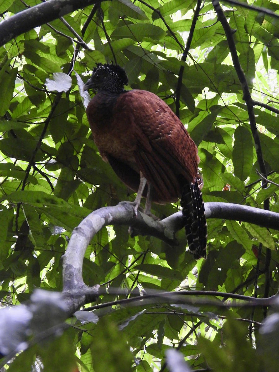 Большой кракс - ML647492912