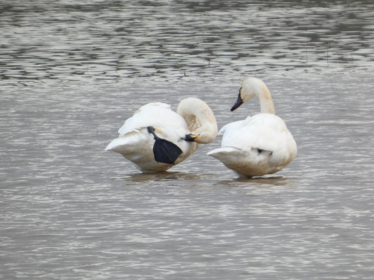 Американский лебедь - ML647492913