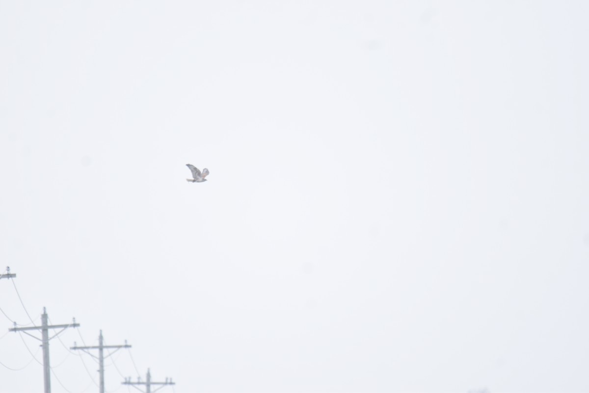 Королевский канюк - ML647492914