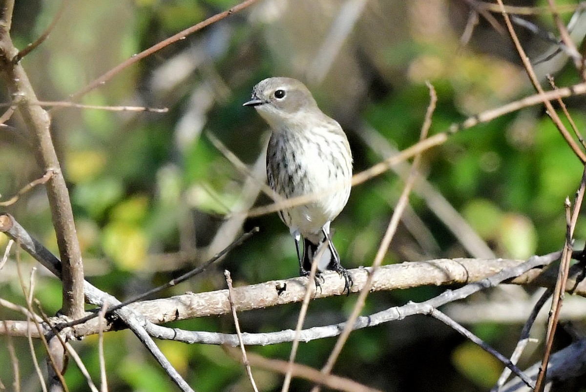 Миртовый певун - ML647492915