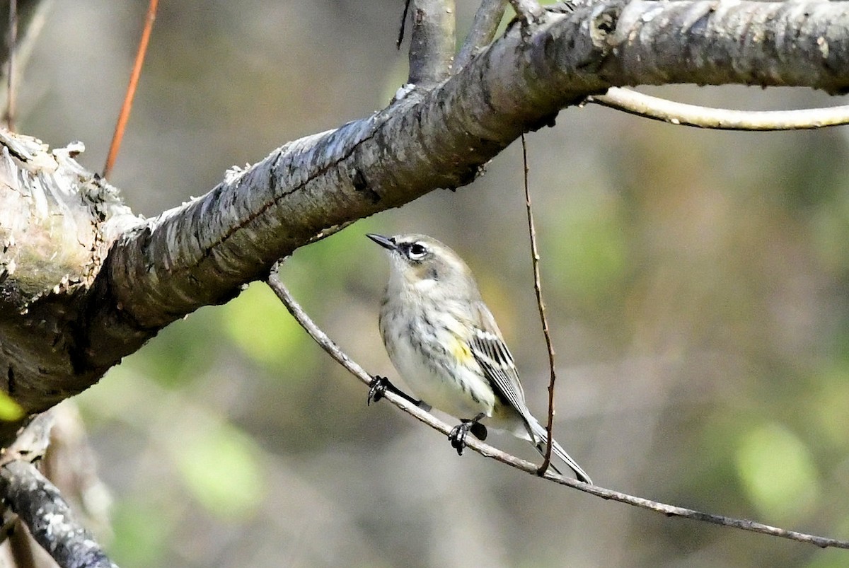 Миртовый певун - ML647492916