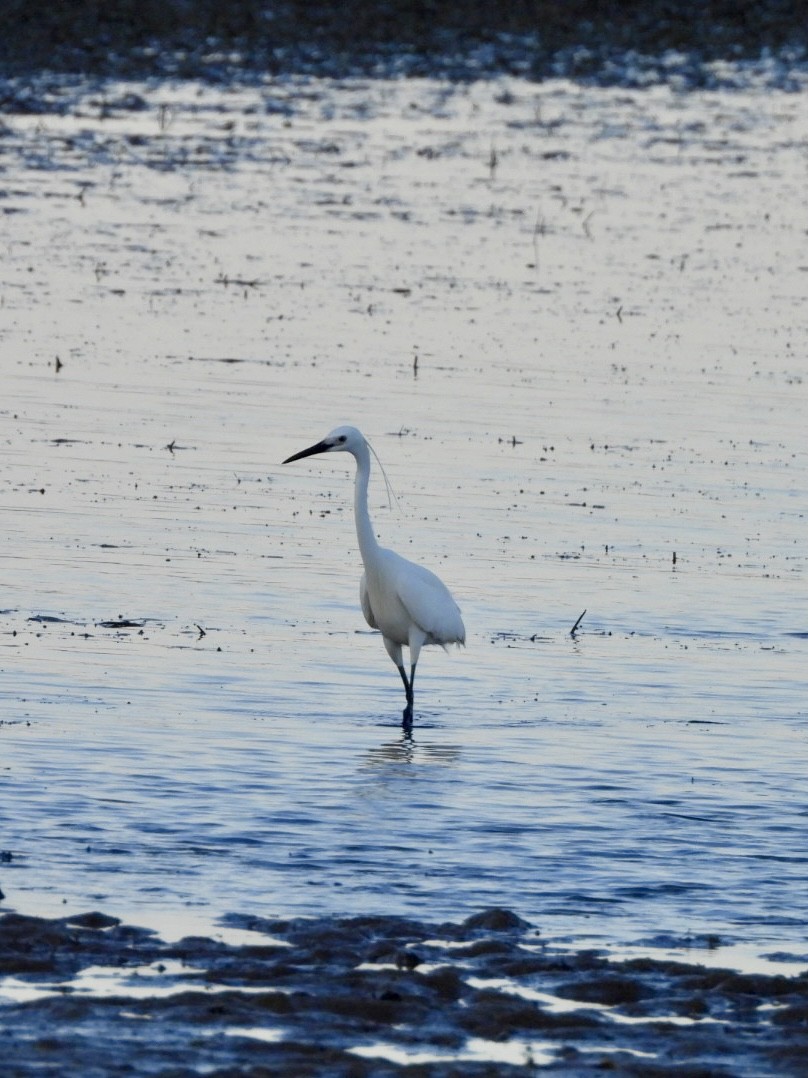 Малая белая цапля - ML647492917