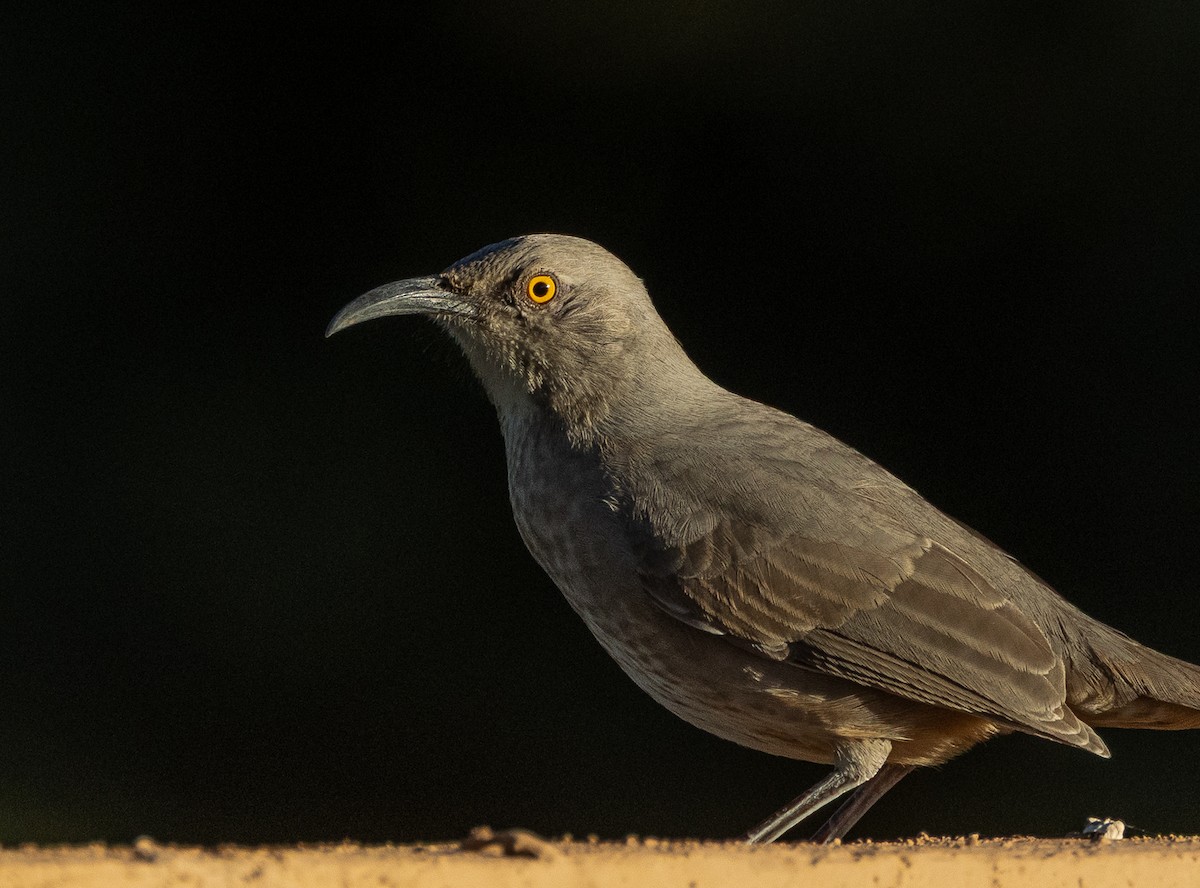 Кривоклювый пересмешник - ML647492918