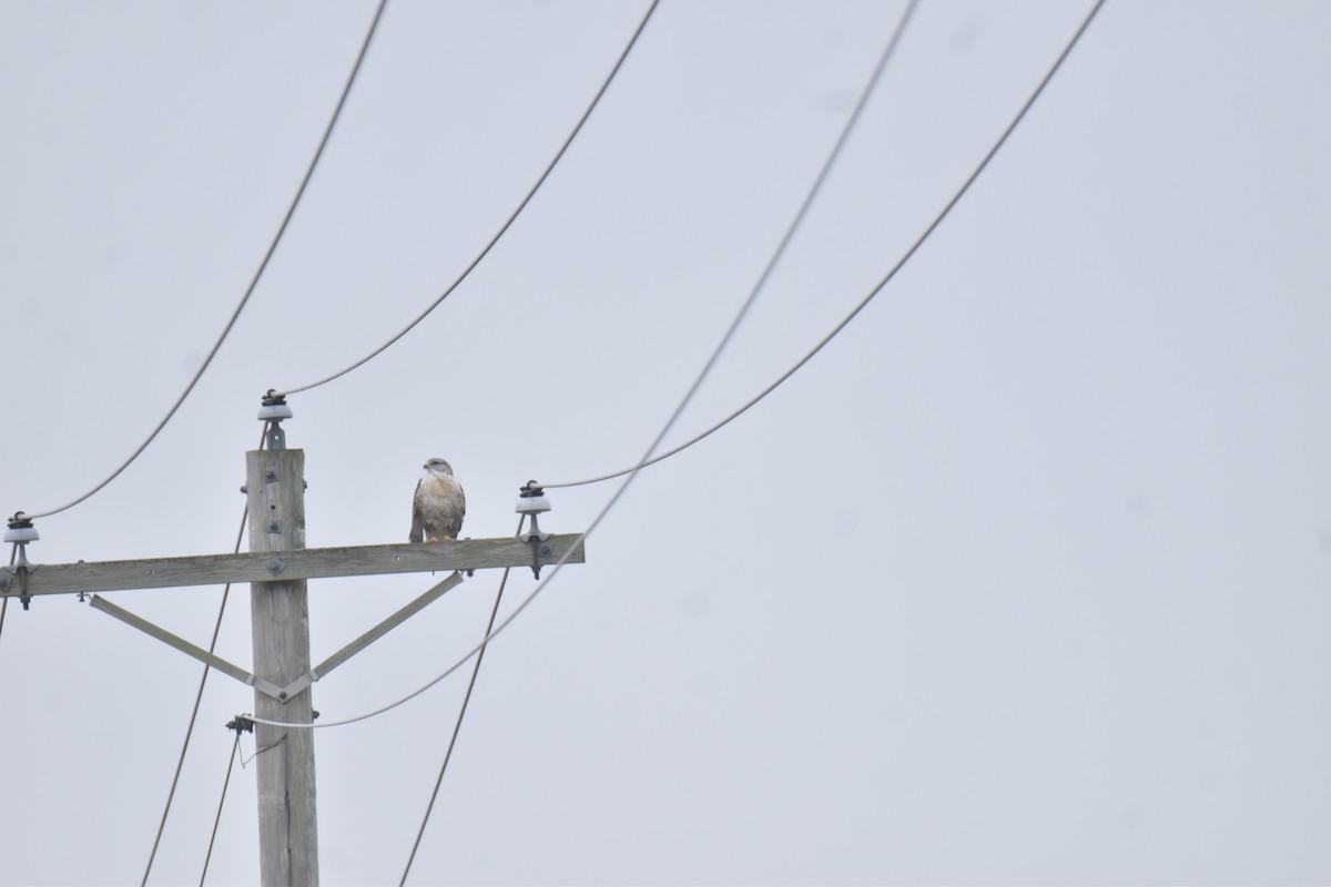 Королевский канюк - ML647492919