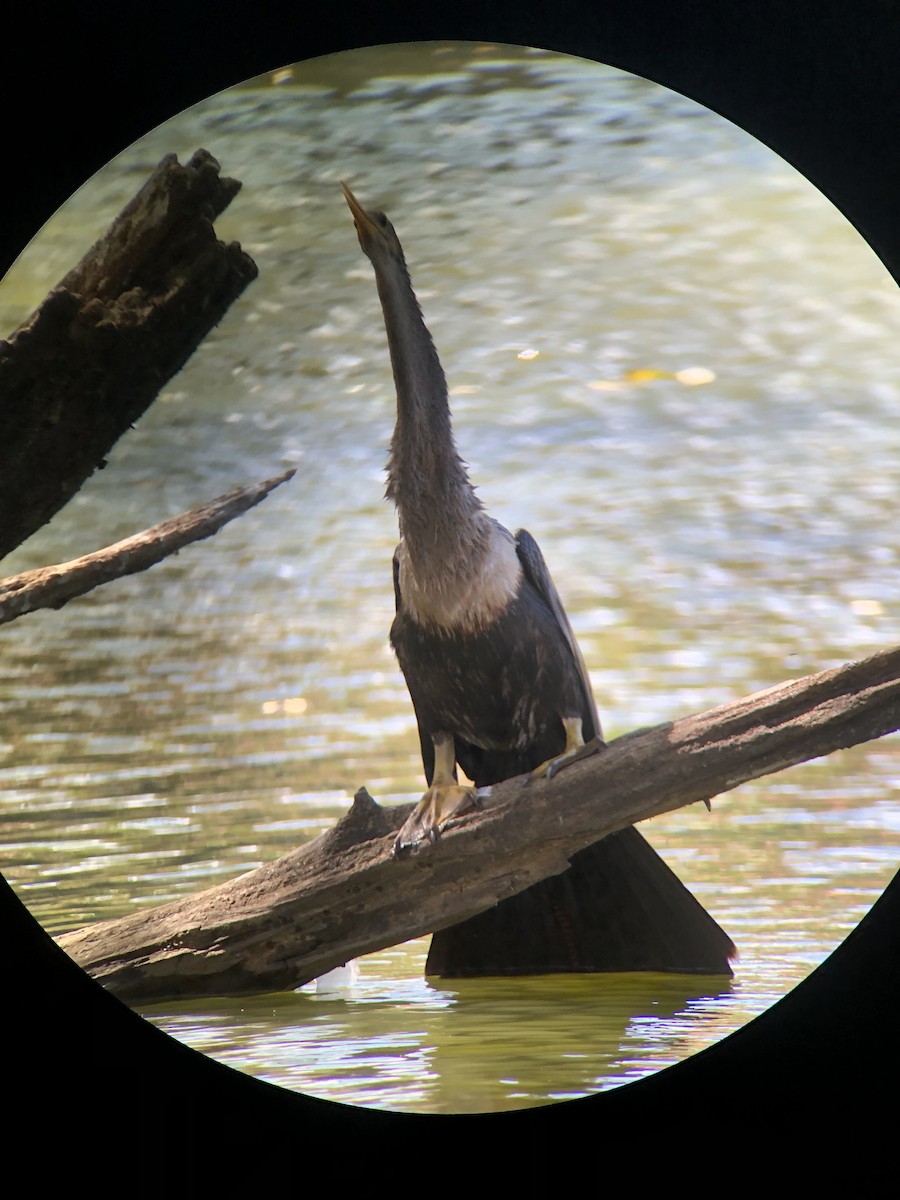 Американская змеешейка - ML647492920