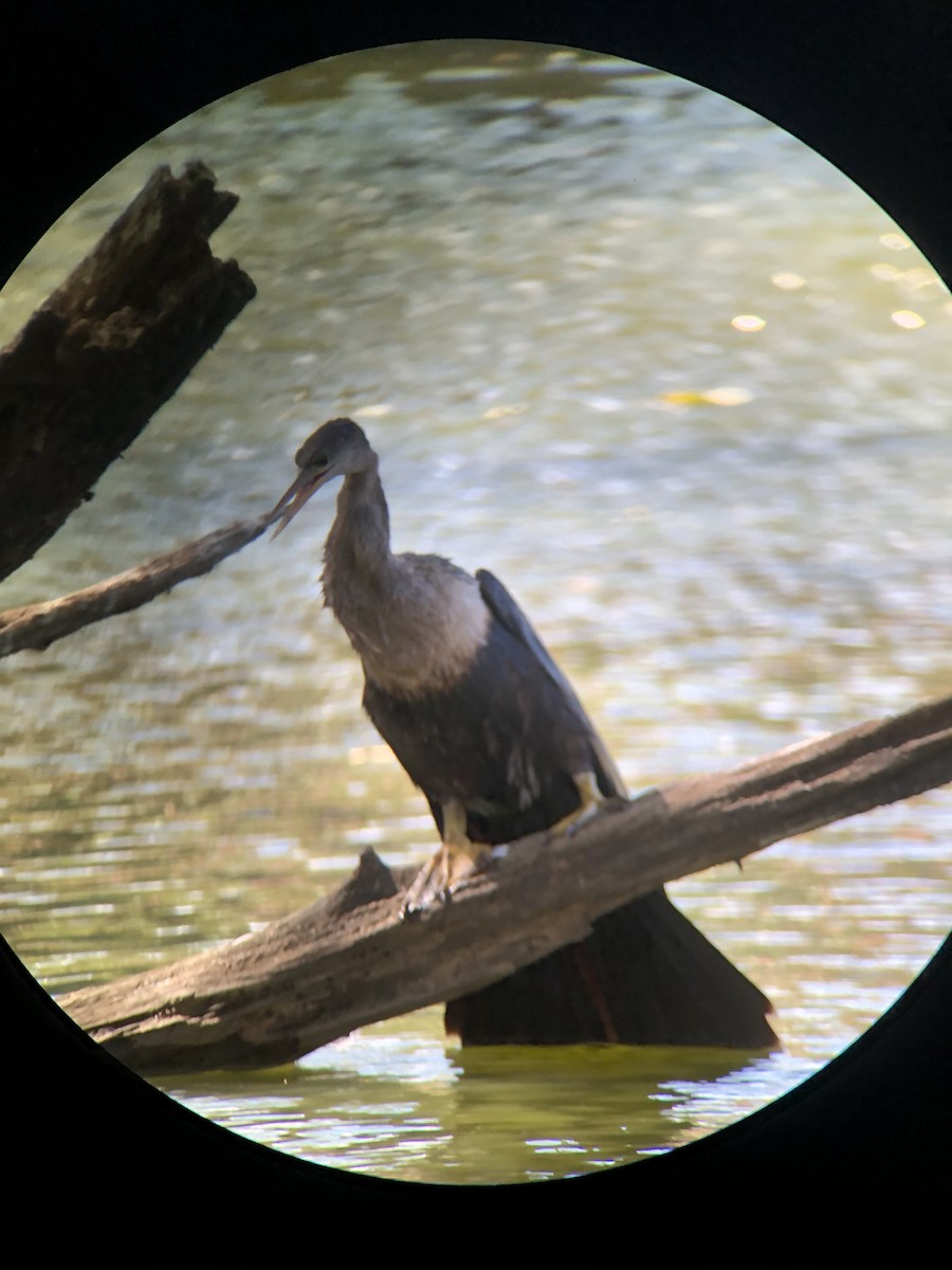 Американская змеешейка - ML647492921