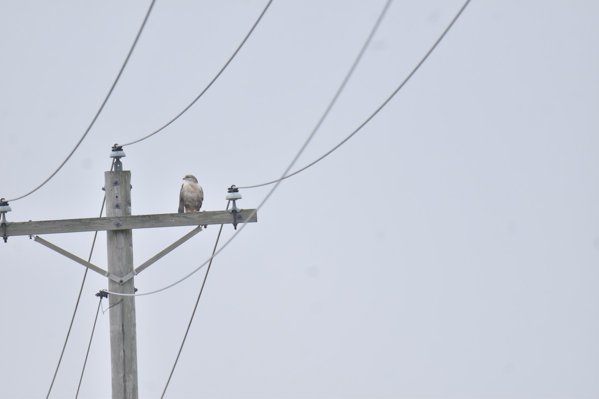 Королевский канюк - ML647492922