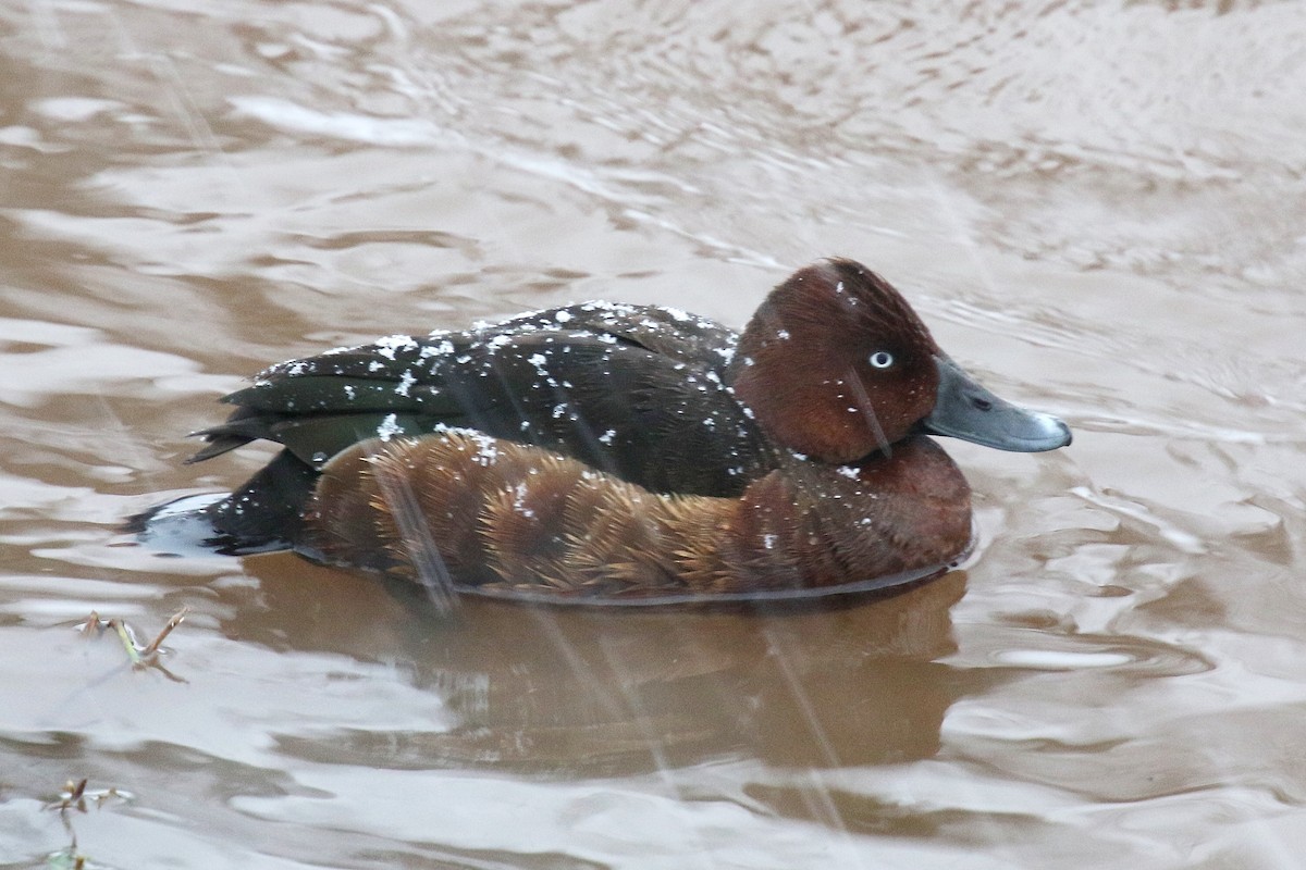 Белоглазый нырок - ML647492923