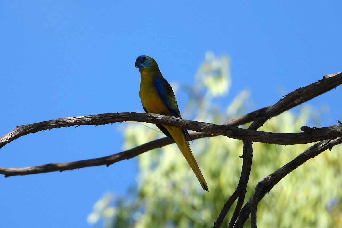 Лазурный травяной попугайчик - ML647492924