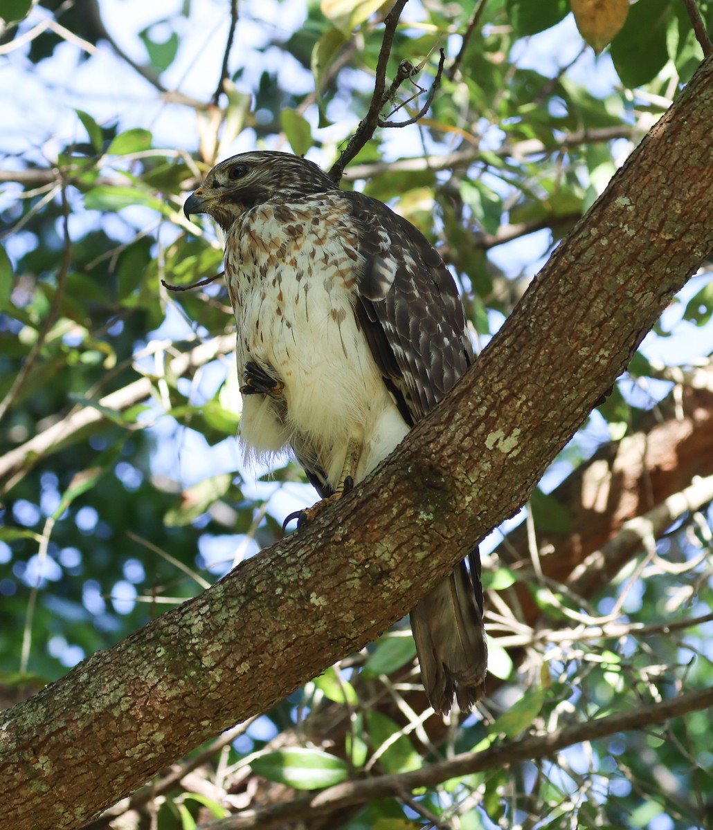 Красноплечий канюк - ML647492925