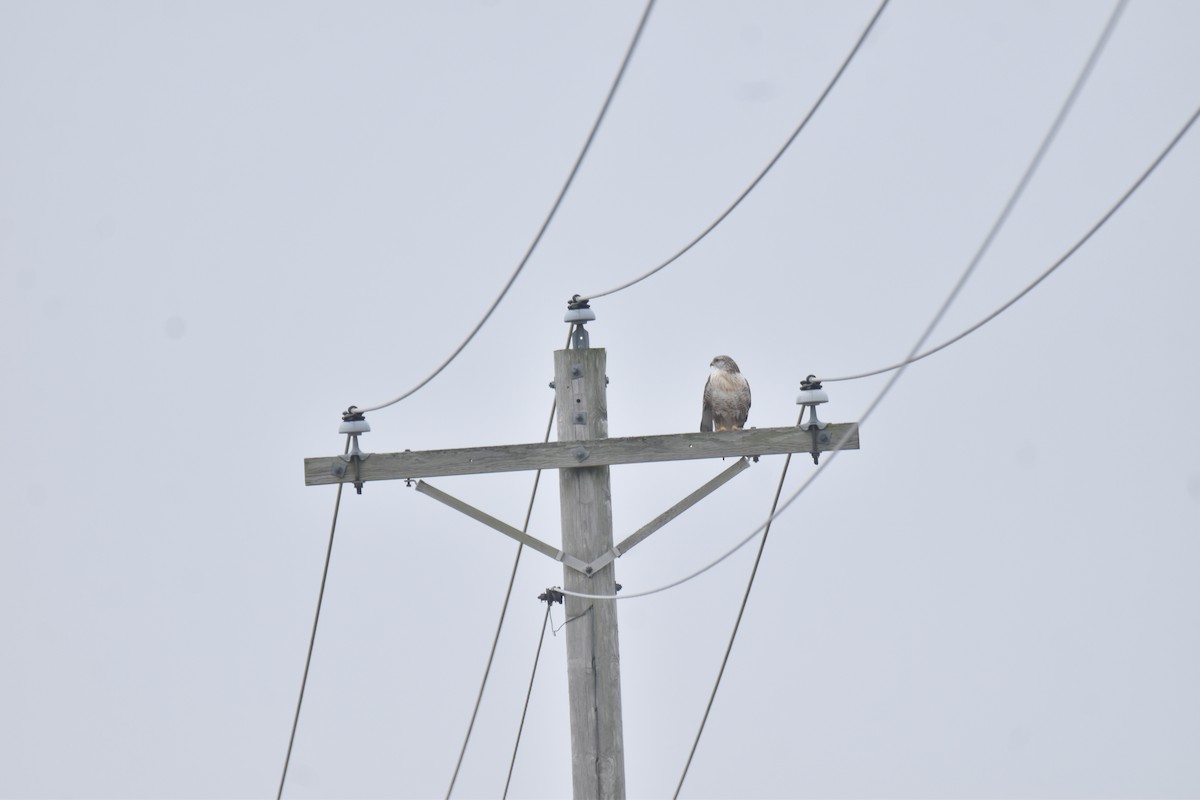 Королевский канюк - ML647492926