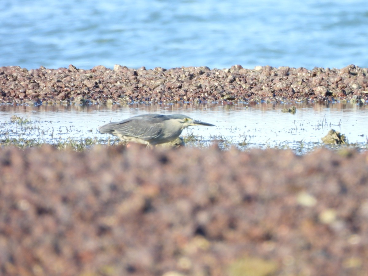 Little Heron - ML647492928