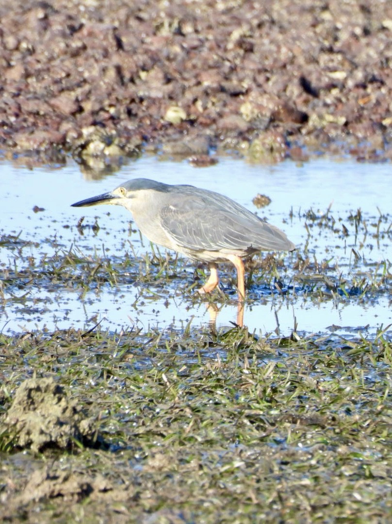 Little Heron - ML647492929