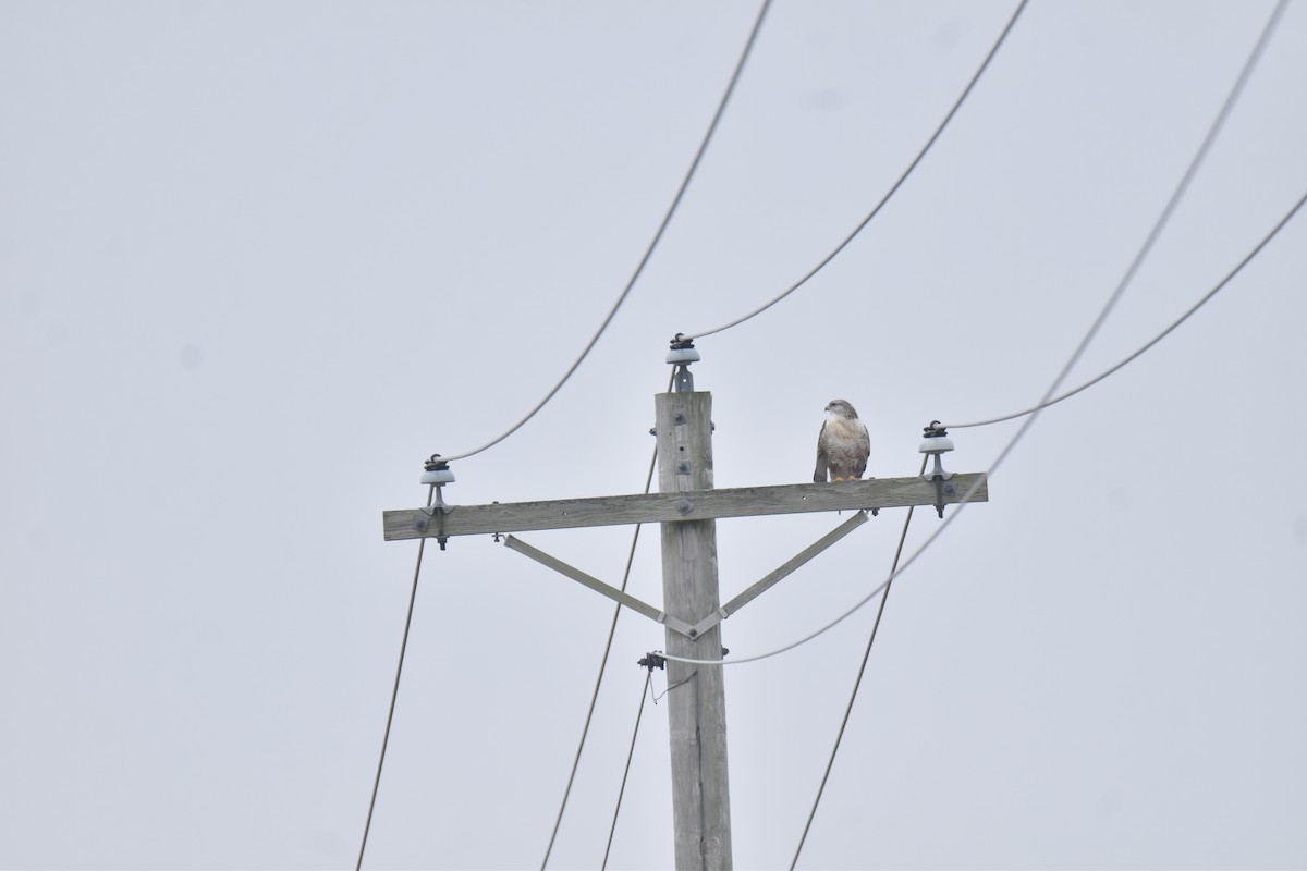 Королевский канюк - ML647492930