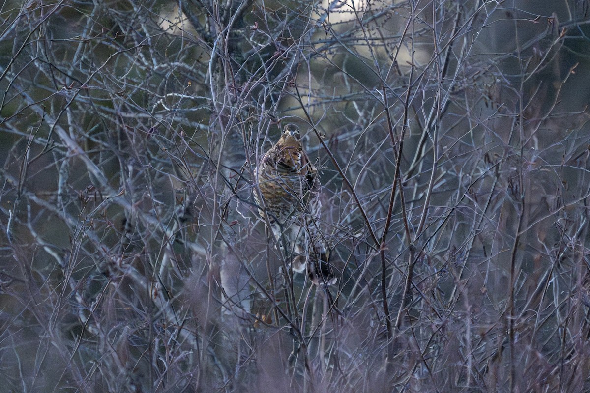 Воротничковый рябчик - ML647492932