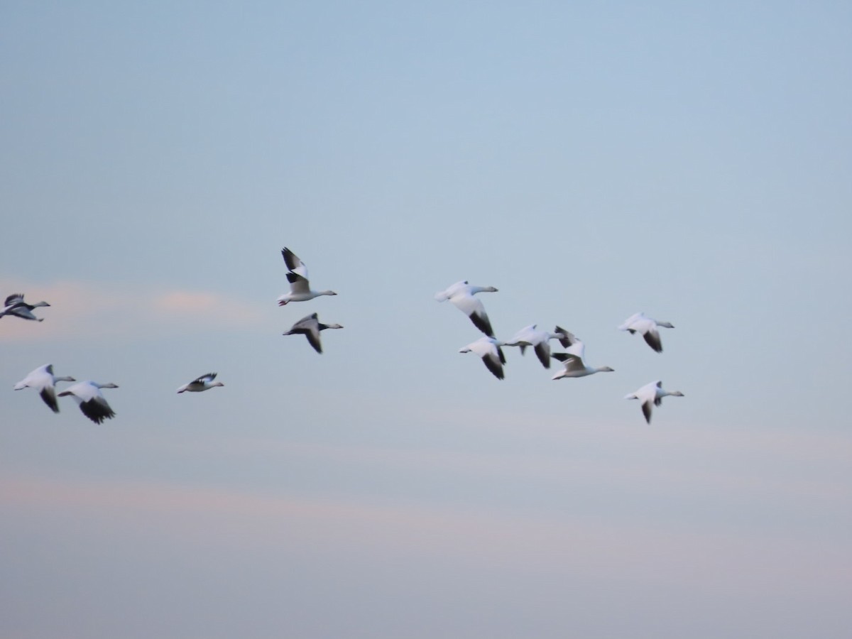 Гусь Росса - ML647492933