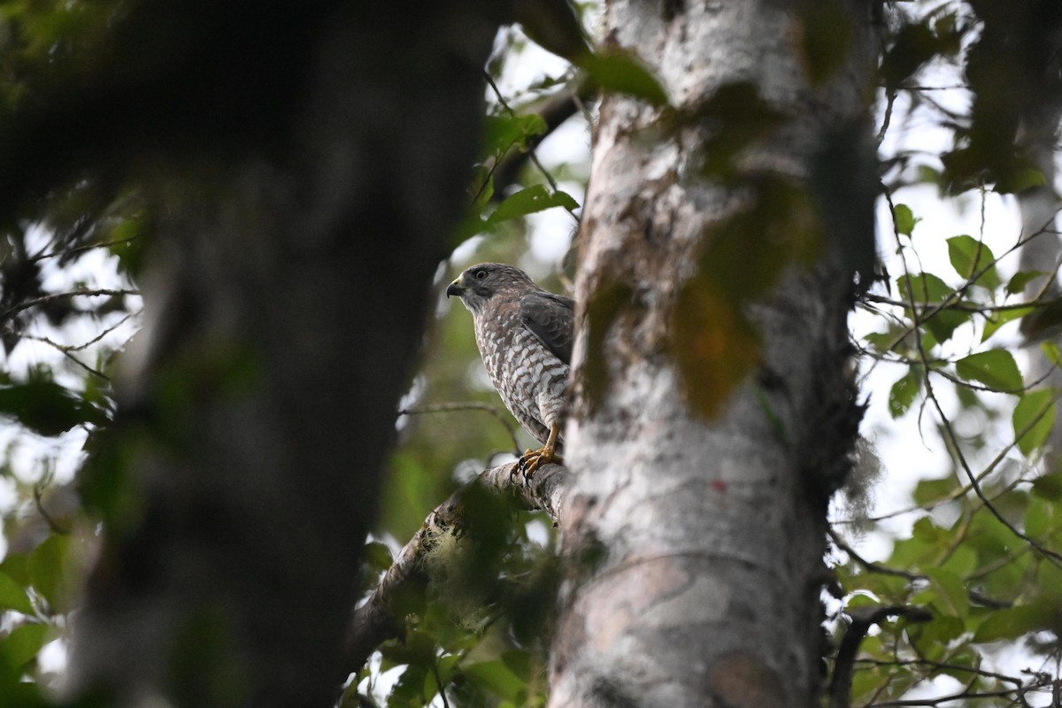 Ширококрылый канюк - ML647492934